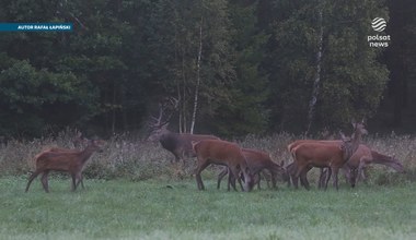 Rykowisko jeleni pośród biebrzańskich bagien