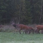 Rykowisko jeleni pośród biebrzańskich bagien