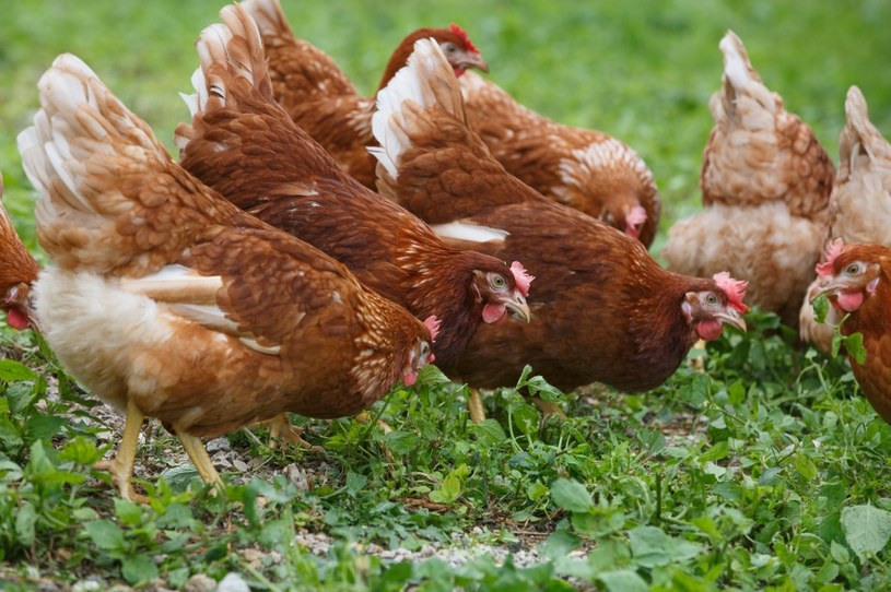Rynek drobiu znajduje się pod presją ptasiej grypy i cen energii /AFP