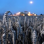 Rynek pszenicy w Polsce pod ostrzałem 