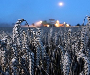 Rynek pszenicy w Polsce pod ostrzałem 