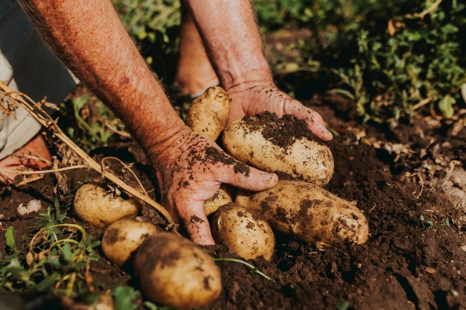 Rynek ziemniaka pod presją nadpodaży. Rolnicy zmagają się ze spadkiem cen /Shutterstock