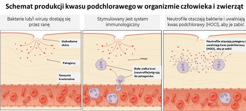 Rys. 1 Schemat produkcji kwasu podchlorawego przez białe ciałka krwi ludzi i zwierząt /.