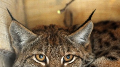 Ryś Benek potrzebuje pomocy