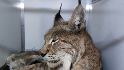 Ryś był osłabiony i wychudzony. Trafił do ośrodka rehabilitacji