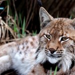 Ryś: Czy okolice ścieżki rowerowej mogą być dobrą kryjówką dla rysia?