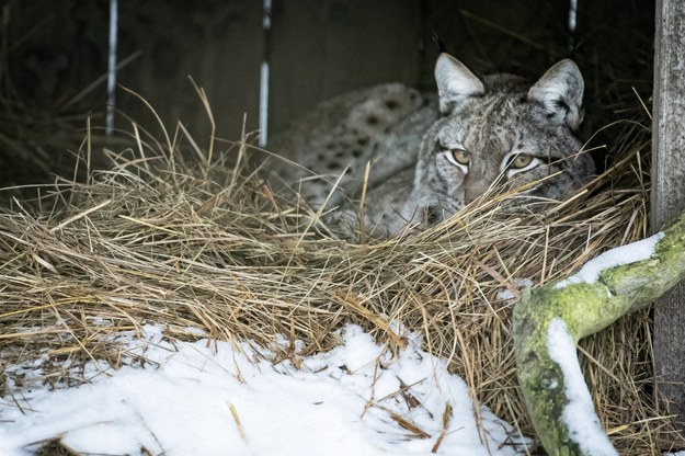 Ryś (Lynx) w Rezerwacie Pokazowym w Białowieży na zdjęciu ilustracyjnym /Wojciech Pacewicz /PAP