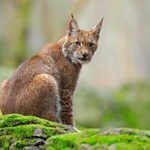 Ryś nad Bałtykiem. Dziki kot zapędził się nad polskie morze