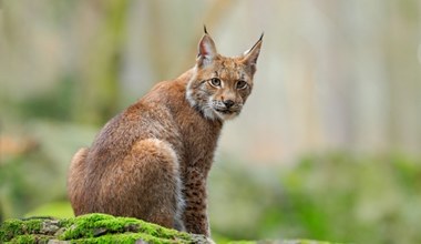 Ryś nad Bałtykiem. Dziki kot zapędził się nad polskie morze