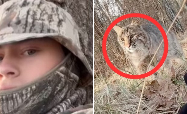 Ryś rudy zaatakował nastolatka (WIDEO)