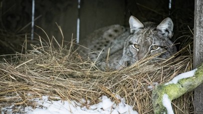 Ryś zastrzelony na Podlasiu. "Trudno go pomylić, musiał być celowo zabity" 