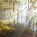 Rysi Las mimo wszystko pójdzie pod topór? Nastąpił nagły zwrot akcji 