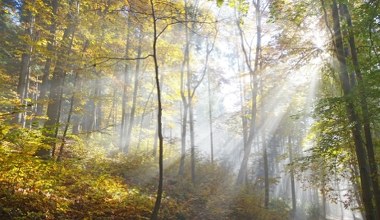 Rysi Las mimo wszystko pójdzie pod topór? Nastąpił nagły zwrot akcji 