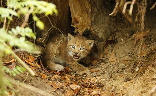 Rysica Diana i jej dzieci. To najprawdopodobniej najliczniejszy miot w historii