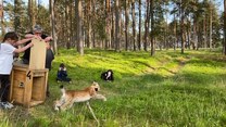 Rysica Naima wypuszczona do lasu 