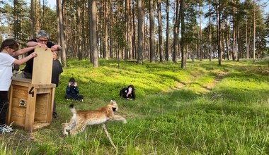 Rysica Naima wypuszczona do lasu 