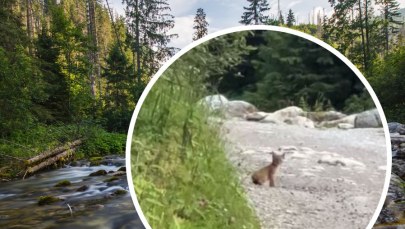 ​Rysica z młodym w Dolinie Kościeliskiej. Zobaczcie niezwykłe spotkanie!
