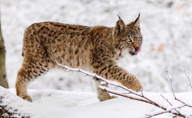 Rysie "lekkomyślnie" zyskały wolność. Szukano ich całą noc