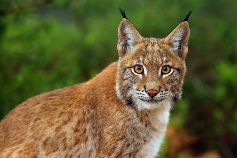 Les lynx reviennent successivement dans l'environnement polonais.  Les écologistes suivent leurs déplacements grâce à des colliers télémétriques avec GPS/123RF/PIXEL