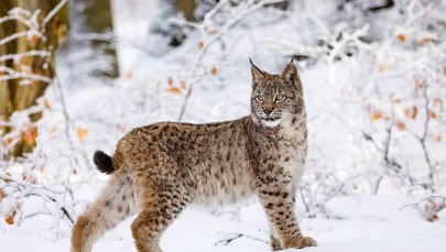 Rysie w bieszczadzkich lasach szykują się do amorów