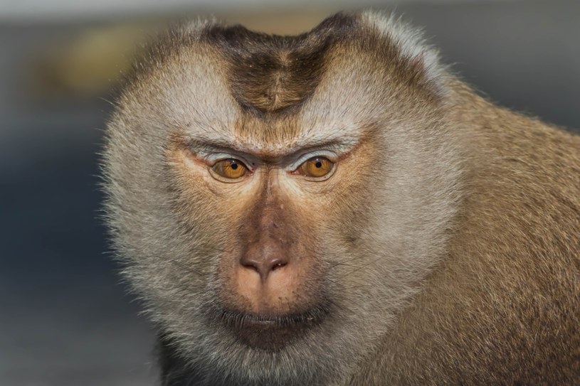 Rysopis porywacza wskazuje na makaka królewskiego /123RF/PICSEL