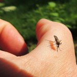 Ryzyko pandemii żółtej febry. COVID-19 to przy tym "zwykłe przeziębienie"