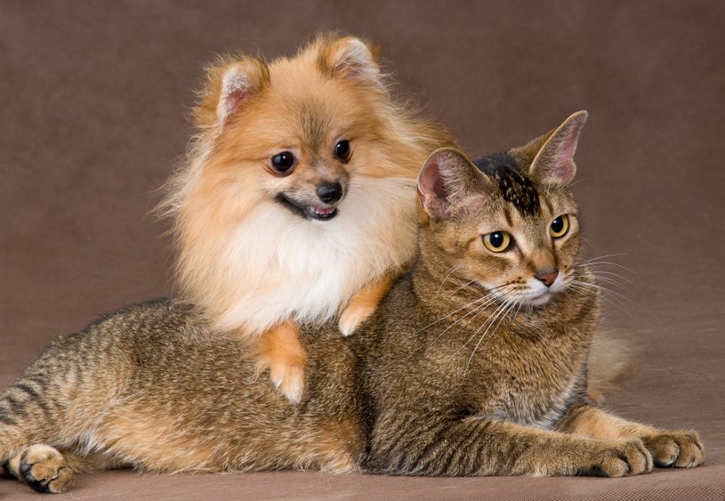 Ryzyko zarażenia się chorobami przenoszonymi przez psy i koty można znacząco ograniczy /123RF/PICSEL