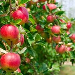"Rz": Polskie jabłka najdroższe na rynku unijnym