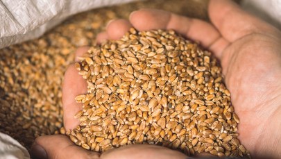 "Rz": Zboże techniczne z Ukrainy sprzedane polskim producentom mąki