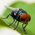 ​Rząd buduje zakład sterylizacji much. Kluczowa sprawa dla gospodarki