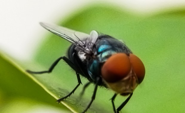 ​Rząd buduje zakład sterylizacji much. Kluczowa sprawa dla gospodarki