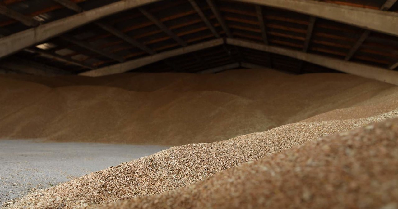 ​Rząd chce dofinansować transport pszenicy i kukurydzy do portów nadbałtyckich /AFP