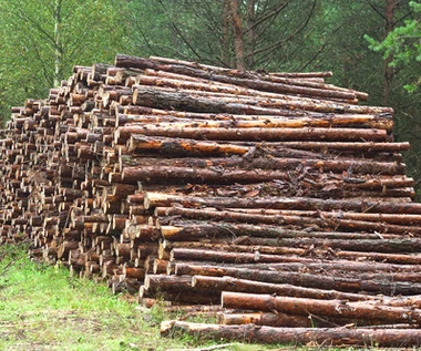 Rząd chciał ograniczyć wywóz drewna z Polski. "Spadek jest niewielki"