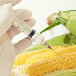 Rząd czeka na unijną odpowiedź w sprawie GMO. I zapowiada kontrole pól