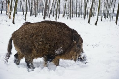 Rząd: Dodatkowa pomoc za szkody wyrządzone przez dziki