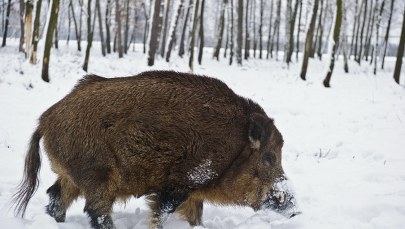 Rząd: Dodatkowa pomoc za szkody wyrządzone przez dziki
