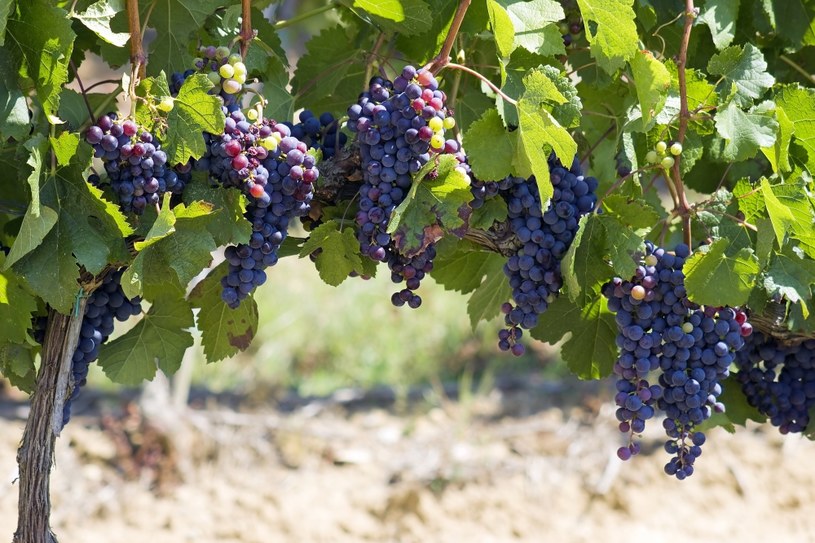 Rząd Francji chce pomóc rolnikom, którzy produkują nadwyżki wina /123RF/PICSEL