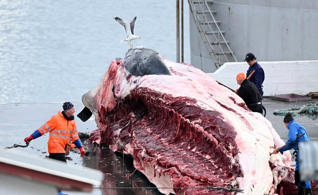 Rząd Islandii wydał licencję na zabijanie wielorybów