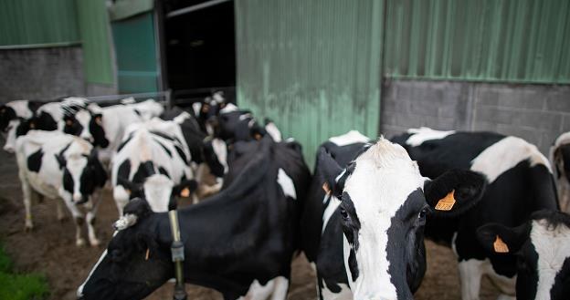 Rząd przeznaczy prawie 600 zł na krowę /AFP