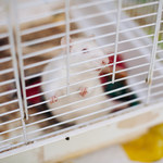 ​Rząd przyjął projekt ustawy ws. zwierząt wykorzystywanych w laboratoriach