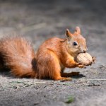 Rząd rusza na ratunek wiewiórkom. Ekolodzy twierdzą, że to za mało