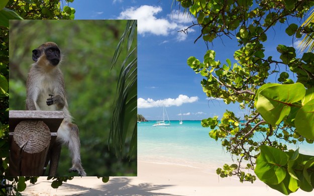 Rząd Sint Maarten zamierza uśmiercić małpy mieszkające na wyspie /Shutterstock