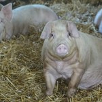 Rząd szykuje rewolucję na wsi w związku z ASF. Restrykcje będą dotyczyć wszystkich hodowców świń