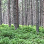 Rząd uchwalił ustawę o lasach