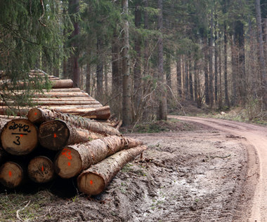 Rząd zablokuje wywóz drewna z Polski?