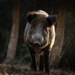Rząd zapłaci za odstrzał dzików. Ile będzie można zarobić?