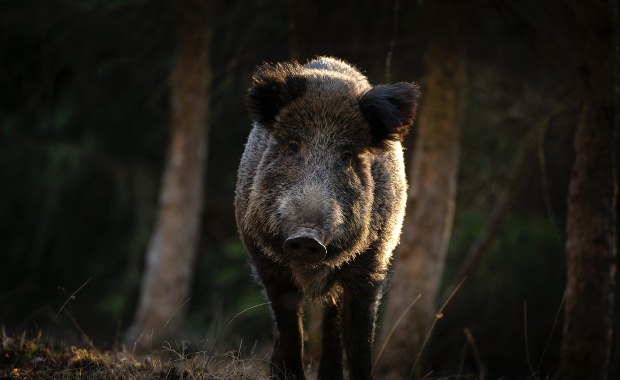 Rząd zapłaci za odstrzał dzików. Ile będzie można zarobić?