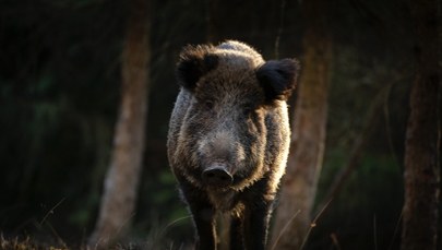 Rząd zapłaci za odstrzał dzików. Ile będzie można zarobić?