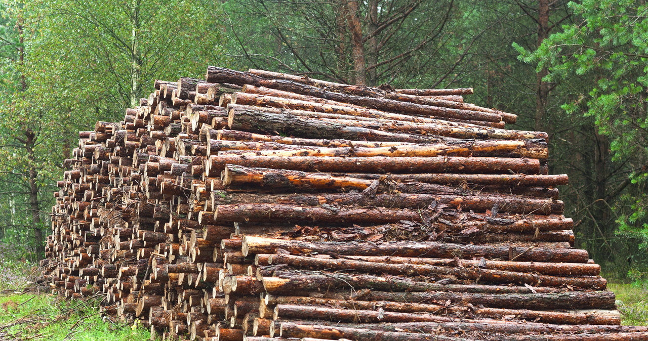 Rząd zapowiada zmiany w zakresie certyfikacji drewna /123RF/PICSEL