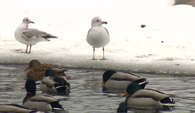 Rzadka mewa przyleciała do Polski tysiące kilometrów. Ma nawet imię